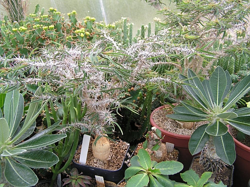 PF - Euphorbia 9.jpg