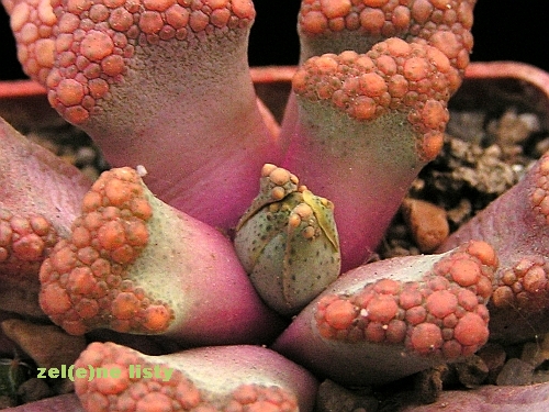 Titanopsis hugo- shlechteri.jpg