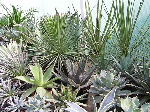 FO - Agave 1.jpg