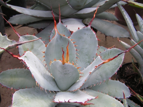 FO - Agave 2.jpg