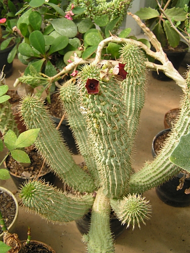 FO - Hoodia.jpg