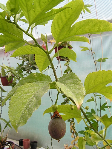 FO - Passiflora.jpg