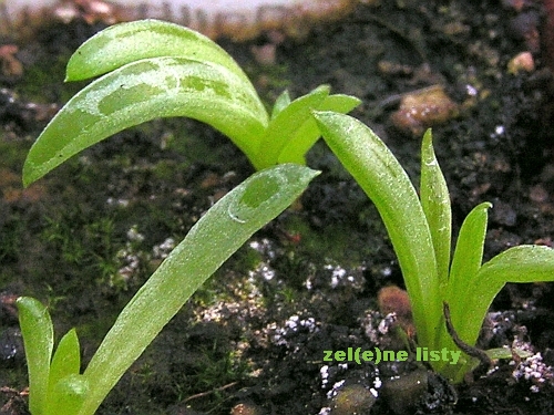 Bulbine haworthioides.jpg