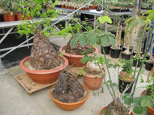 ES - Dioscorea elephanipes.jpg