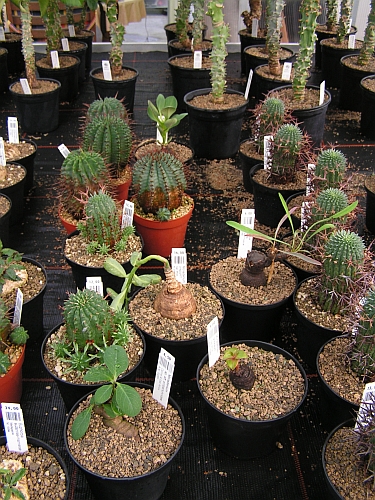 ES - Euphorbia 2.jpg