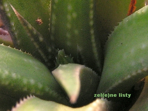 Haworthia graminifloia x Hawothia emelyae.jpg