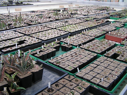 IB - Haworthia, Asclepiadaceae.jpg