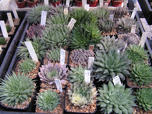 FH - Haworthia a barevné formy.jpg