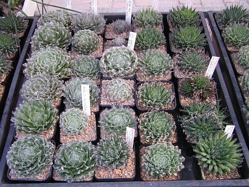 FH - Haworthia arachnoidea.jpg