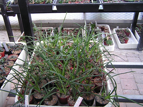 FH - Haworthia blacburniae a její variety.jpg