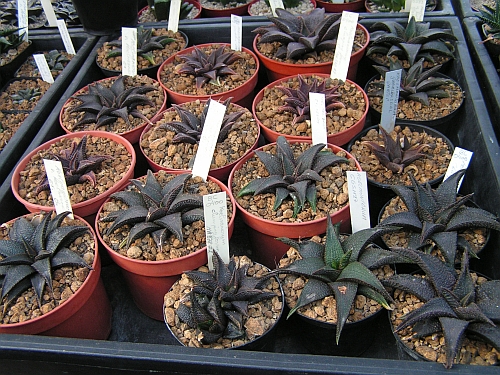 FH - Haworthia koelmaniorum.jpg