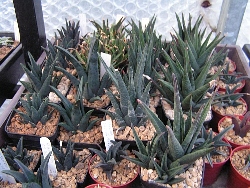 FH - Haworthia sordida.jpg