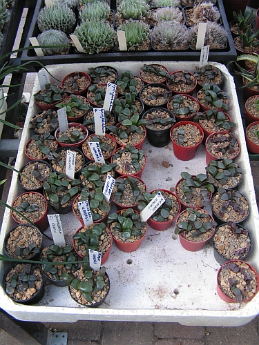 FH - Haworthia springbokvlakensis.jpg