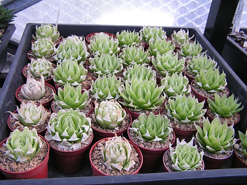 FH - Haworthia lockwoodii.jpg