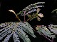 perex---albizia-lophantha.jpg