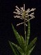 perex---s.-francisii.jpg