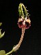 perex---c.-radicans.jpg