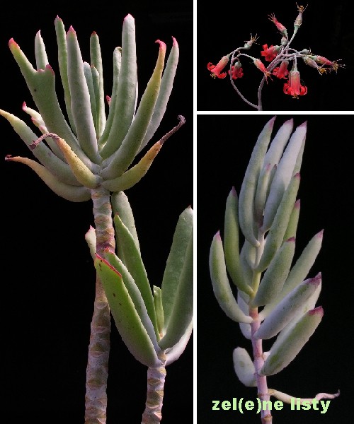 c.-orbiculata-3s.jpg