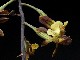 perex---o.-decaryana.jpg
