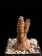 perex---e.-brunellii.jpg
