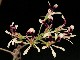 perex---p.-trifoliolatum.jpg