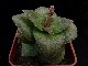 perex---c.-hemisphaerica.jpg