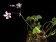 perex---o.-articulata.jpg