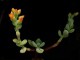 perex---e.-pulvinata.jpg
