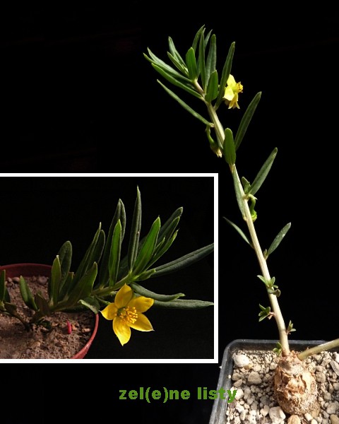 t.-caffrum-1s.jpg