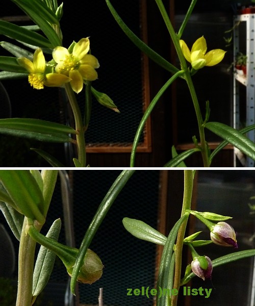 t.-caffrum-2s.jpg