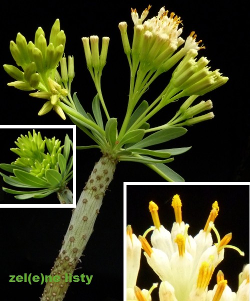 s.-kleinia-2s.jpg