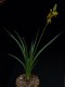 perex---bulbine-sp..jpg