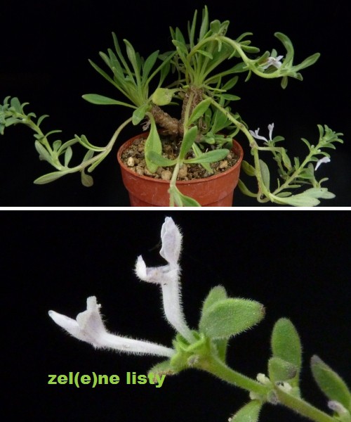 aeolanthus-sp.-malawi-2s.jpg