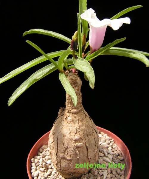 i.-lapathifolia-1s.jpg