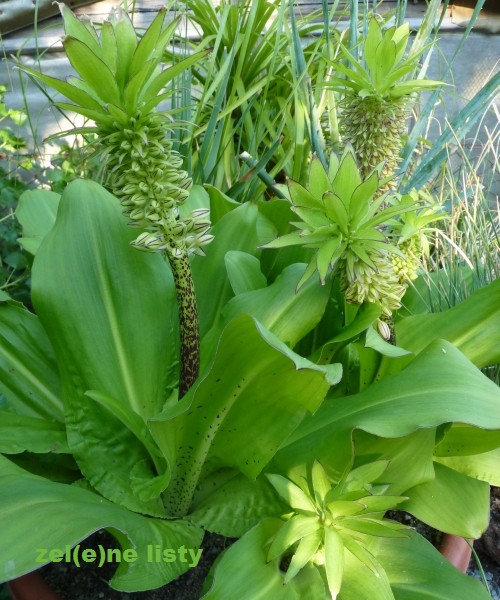 eucomis-1s.jpg