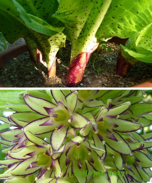 eucomis-2s.jpg