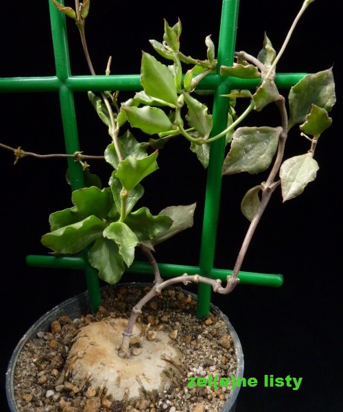 c.-cancellata-1s.jpg