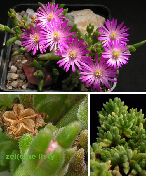 delosperma-floribundum-1s.jpg