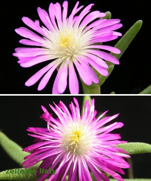 delosperma-floribundum-2s.jpg