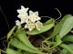 perex---h.-longifolia.jpg