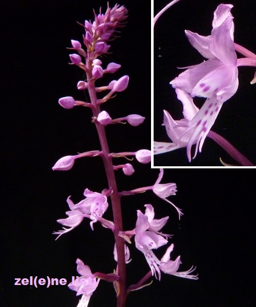 stenoglottis-2s.jpg