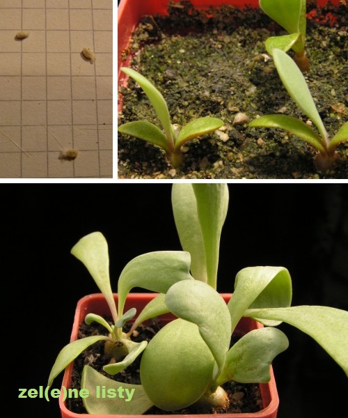 o.-cacalioides-1s.jpg