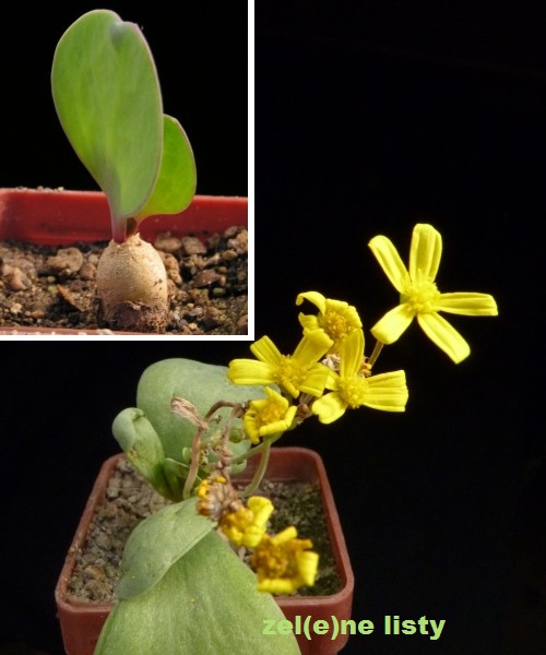 o.-cacalioides-2s.jpg