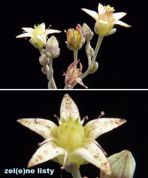 g.-pachyphyllum-2s.jpg