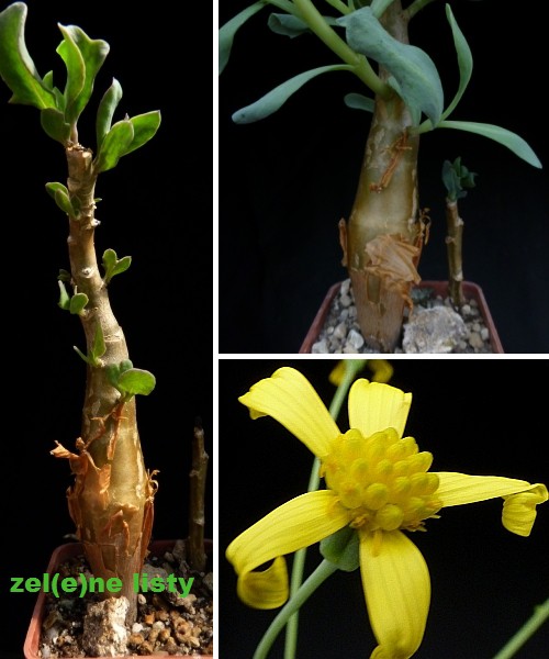 o.-arborescens-2s.jpg