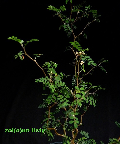 sophora-1s.jpg