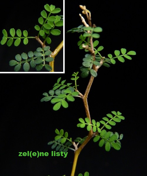 sophora-2s.jpg