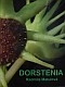 perex---dorstenia.jpg