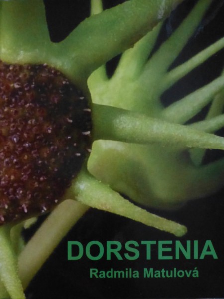 dorstenia-1.jpg
