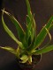 perex---dracaena-draco.jpg